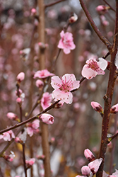 Mericrest Nectarine (Prunus persica var. nucipersica 'Mericrest') at Lakeshore Garden Centres