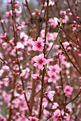 Sweet Cap Peach (Prunus persica 'Sweet Cap') at Lakeshore Garden Centres
