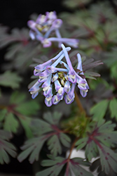 Purple Leaf Corydalis (Corydalis flexuosa 'Purple Leaf') at Lakeshore Garden Centres