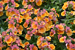 Angelart Peach Nemesia (Nemesia 'Angelart Peach') at Lakeshore Garden Centres