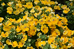 Angelart Pear Nemesia (Nemesia 'Angelart Pear') at Lakeshore Garden Centres