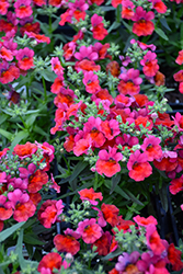 Angelart Cherry Nemesia (Nemesia 'Angelart Cherry') at Lakeshore Garden Centres