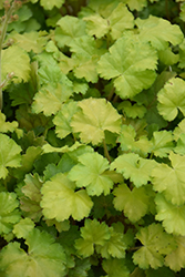 Harvest Lemon Chiffon Coral Bells (Heuchera 'Harvest Lemon Chiffon') at Lakeshore Garden Centres