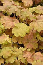 Cassandra Coral Bells (Heuchera 'Cassandra') at Lakeshore Garden Centres