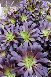 Schwarzkopf Stonecrop (Aeonium arboreum 'Schwarzkopf') at Lakeshore Garden Centres