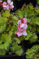 Jive Begonia (Begonia 'Jive') at Lakeshore Garden Centres