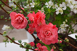 Double Take Pink Flowering Quince (Chaenomeles speciosa 'Pink Storm') at A Very Successful Garden Center