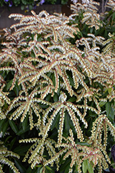 Brouwer's Beauty Japanese Pieris (Pieris japonica 'Brouwer's Beauty') at Lakeshore Garden Centres