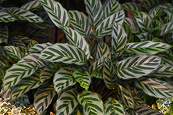 Peacock Plant (Calathea makoyana) at Golden Acre Home & Garden