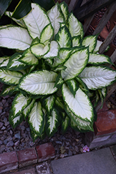 Camille Dieffenbachia (Dieffenbachia maculata 'Camille') at Peter Knippel Garden Centre