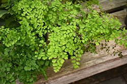 Brittle Maidenhair Fern (Adiantum tenerum) at Golden Acre Home & Garden