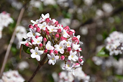 Mohawk Viburnum (Viburnum x burkwoodii 'Mohawk') at Lakeshore Garden Centres