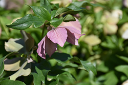 Pine Knot Select Hellebore (Helleborus 'Pine Knot Select') at Lakeshore Garden Centres