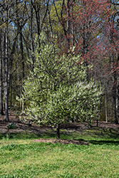 Jersey Belle Carolina Silverbell (Halesia tetraptera 'Jersey Belle') at Lakeshore Garden Centres