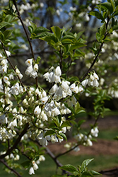 Jersey Belle Carolina Silverbell (Halesia tetraptera 'Jersey Belle') at Lakeshore Garden Centres