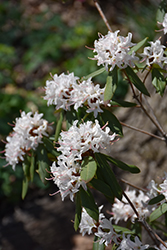 Montchanin Rhododendron (Rhododendron 'Montchanin') at Lakeshore Garden Centres