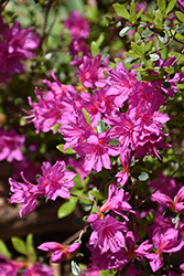 Amoenum Azalea (Rhododendron 'Amoenum') at Lakeshore Garden Centres