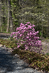Little Olga Rhododendron (Rhododendron 'Little Olga') at Lakeshore Garden Centres