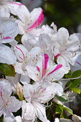 Festive Azalea (Rhododendron 'Festive') at Lakeshore Garden Centres