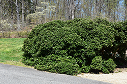 Rotunda Chinese Holly (Ilex cornuta 'Rotunda') at Lakeshore Garden Centres