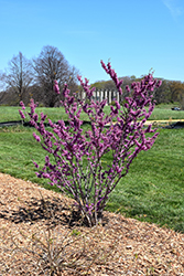Celestial Plum Redbud (Cercis yunnanensis 'Celestial Plum') at Lakeshore Garden Centres