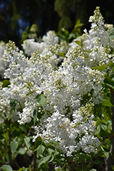 Betsy Ross Lilac (Syringa 'Betsy Ross') at Lakeshore Garden Centres