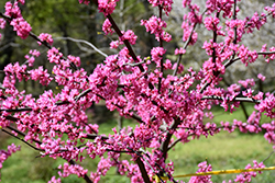 Tennessee Pink Redbud (Cercis canadensis 'Tennessee Pink') at Lakeshore Garden Centres