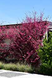 Red-Flowered Chinese Fringeflower (Loropetalum chinense 'var. rubrum') at Lakeshore Garden Centres