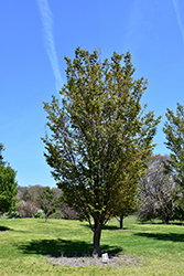 Princeton Snowcloud Sargent Cherry (Prunus sargentii 'Princeton Snowcloud') at Lakeshore Garden Centres