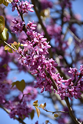 Giant Redbud (Cercis gigantea) at Lakeshore Garden Centres