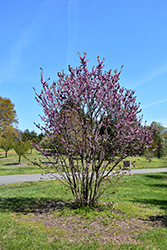 Giant Redbud (Cercis gigantea) at Lakeshore Garden Centres