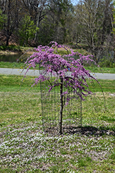 Pink Heartbreaker Redbud (Cercis canadensis 'Pink Heartbreaker') at Lakeshore Garden Centres