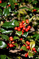 Patricia Varner Holly (Ilex 'Patricia Varner') at Lakeshore Garden Centres