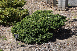 Delaware Diamond Japanese Holly (Ilex crenata 'Delaware Diamond') at Lakeshore Garden Centres
