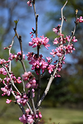 Shibamichi Red Redbud (Cercis chinensis 'Shibamichi Red') at Lakeshore Garden Centres