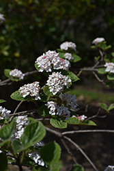 Bitchiu Viburnum (Viburnum bitchiuense) at Lakeshore Garden Centres