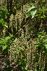 Stachyurus (Stachyurus praecox) at Lakeshore Garden Centres