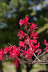 Ever Red Sunset Fringeflower (Loropetalum chinense 'Ever Red Sunset') at Lakeshore Garden Centres