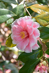 Lady Vansittart Camellia (Camellia japonica 'Lady Vansittart') at Lakeshore Garden Centres