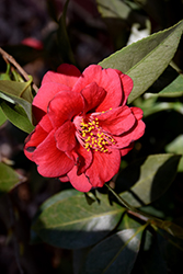 Tama Vino Camellia (Camellia japonica 'Tama Vino') at Lakeshore Garden Centres