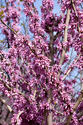 Bubble Gum Redbud (Cercis chinensis 'Bubble Gum') at Lakeshore Garden Centres