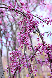 Pink Heartbreaker Redbud (Cercis canadensis 'Pink Heartbreaker') at Lakeshore Garden Centres