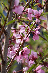 Elberta Peach (Prunus persica 'Elberta') at Lakeshore Garden Centres