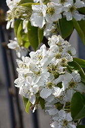 Hosui Asian Pear (Pyrus pyrifolia 'Hosui') at Lakeshore Garden Centres
