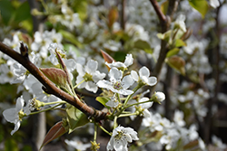 Shinko Asian Pear (Pyrus pyrifolia 'Shinko') at Lakeshore Garden Centres