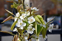 Korean Giant Asian Pear (Pyrus pyrifolia 'Korean Giant') at Lakeshore Garden Centres