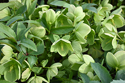 Ice Breaker Max Hellebore (Helleborus 'Coseh 750') at Lakeshore Garden Centres