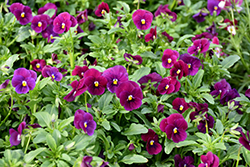 Sorbet Carmine Rose Pansy (Viola 'Sorbet Carmine Rose') at Lakeshore Garden Centres