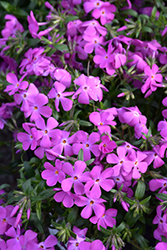 Paparazzi Britney Phlox (Phlox 'PPPHL0604') at Lakeshore Garden Centres