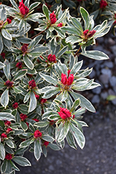Silver Sword Azalea (Rhododendron 'Silver Sword') at Lakeshore Garden Centres